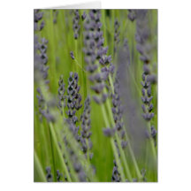 Tarjeta de felicitación de la lavanda