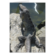 Tarjeta de felicitación de la roca del lagarto
