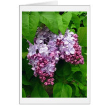 Tarjeta de felicitación de las lilas