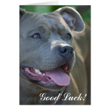 Tarjeta de felicitación de Pitbull de la buena sue