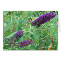 Tarjeta de felicitación del arbusto de mariposa