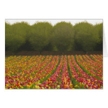 Tarjeta de felicitación del campo del tulipán