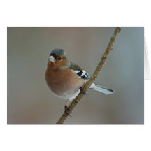 Tarjeta de felicitación del Chaffinch