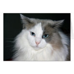 Tarjeta de felicitación del cumpleaños del gato