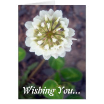 Tarjeta de felicitación del flor 1 del trébol blan