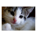 Tarjeta de felicitación del gatito