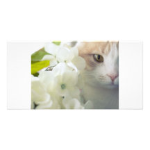 Tarjeta de felicitación del gatito de la primavera tarjeta fotografica personalizada