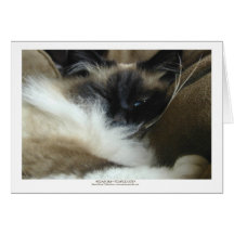Tarjeta de felicitación del gato de Ragdoll Birman