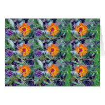 Tarjeta de felicitación del Hawkweed anaranjado 1