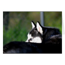 Tarjeta de felicitación del husky siberiano