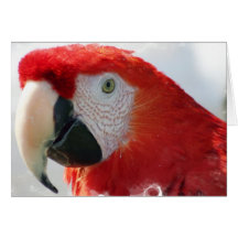 Tarjeta de felicitación del Macaw del escarlata