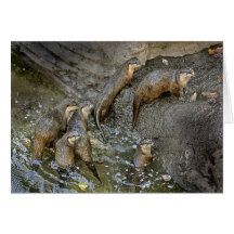 Tarjeta de felicitación del paquete de la nutria