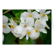 Tarjeta de felicitación en blanco de las flores bl