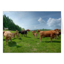 Tarjeta de felicitación Nosey de las vacas