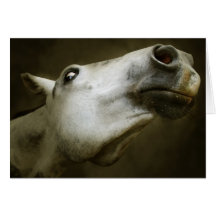 Tarjeta de felicitación Nosey del caballo