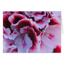 Tarjeta de felicitación rizada del Pelargonium