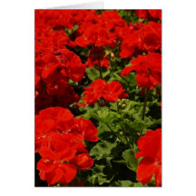 Tarjeta de felicitación roja de los geranios