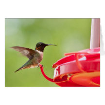 tarjeta de felicitación Rubí-throated del espacio 