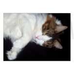 Tarjeta de felicitación soñolienta del gato