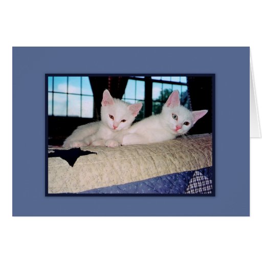 Tarjeta de felicitación turca de los gatitos del a