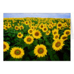 Tarjeta de felicitaciones de los girasoles