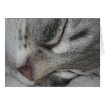 Tarjeta de felicitaciones del gatito