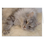 Tarjeta de felicitaciones siberiana del gato