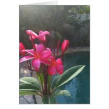 Tarjeta de Franjipani