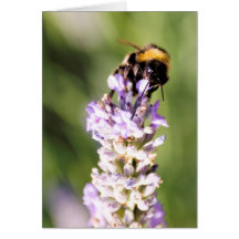 Tarjeta de la abeja