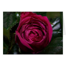 Tarjeta de la belleza del capullo de rosa
