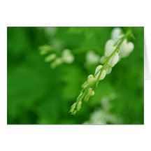 Tarjeta de la flor blanca