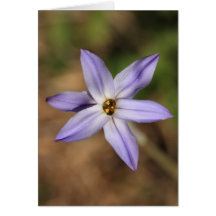 Tarjeta de la flor de la lavanda