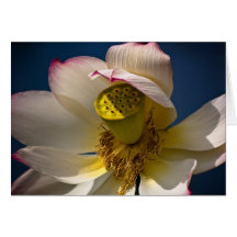 Tarjeta de la flor de Lotus