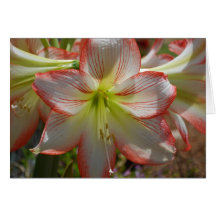 Tarjeta de la flor del Amaryllis