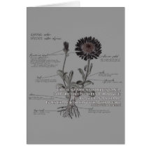 Tarjeta de la flor del aster