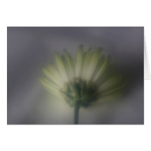 Tarjeta de la flor del crisantemo