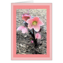 Tarjeta de la flor del melocotón