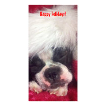 Tarjeta de la foto de Boston Terrier buenas fiesta Tarjeta Fotografica Personalizada