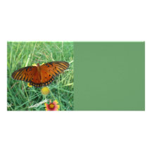 Tarjeta de la foto de la mariposa plantilla para tarjeta de foto