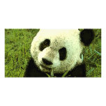 Tarjeta de la foto de la panda tarjeta con foto personalizada
