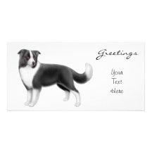 Tarjeta de la foto del border collie plantilla para tarjeta de foto