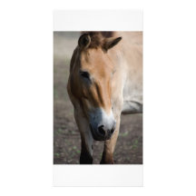 Tarjeta de la foto del caballo tarjetas personales
