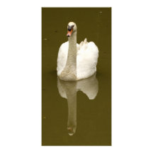 Tarjeta de la foto del cisne tarjeta fotográfica