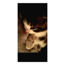 Tarjeta de la foto del contraste del gatito tarjeta fotografica  