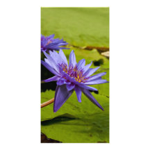 Tarjeta de la foto del lirio de agua tarjetas fotograficas 