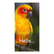 Tarjeta de la foto del loro de Sun Conure Tarjeta Personal Con Foto