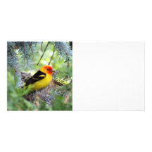 Tarjeta de la foto del Tanager Tarjeta Fotográfica