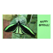 Tarjeta de la foto: Mariposa verde Tarjetas Fotográficas