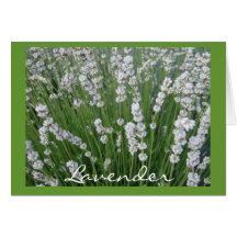 Tarjeta de la lavanda