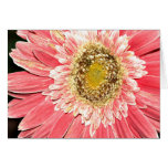 Tarjeta de la margarita del Gerbera, versión B